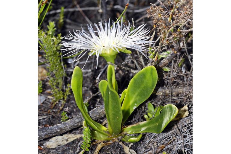 Skiatophytum skiatophytoides -8652