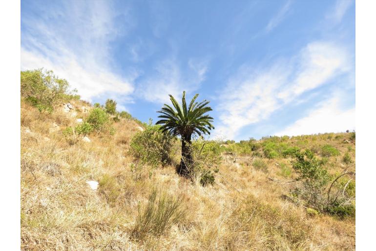 Encephalartos longifolius -8655