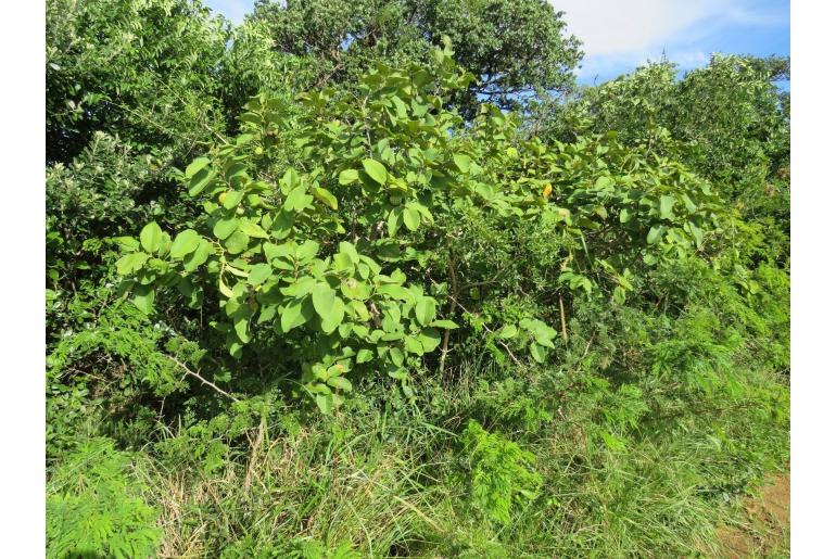 Annona senegalensis -8657