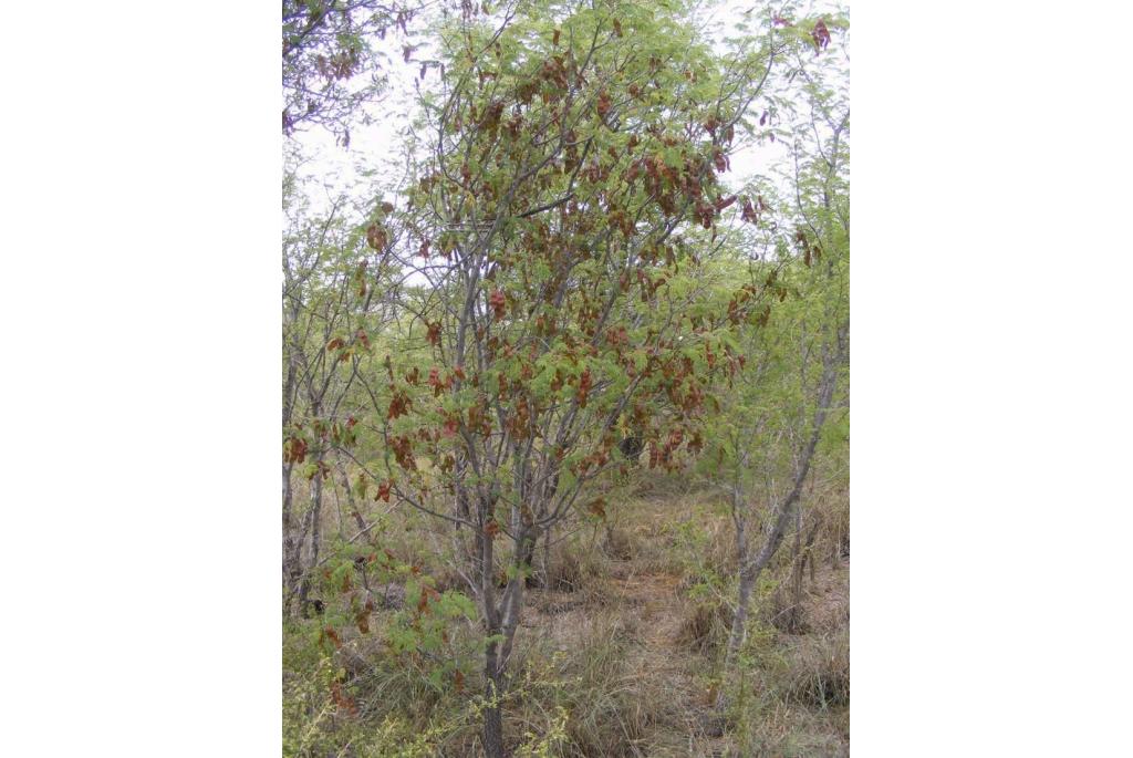 Harvey's albizia