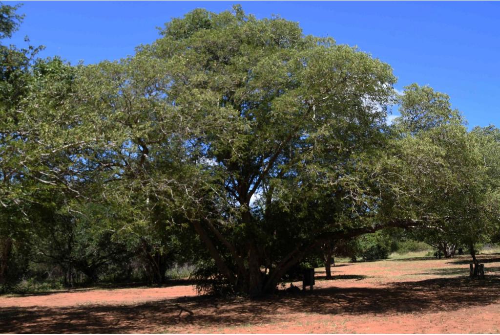 Peterson's albizia