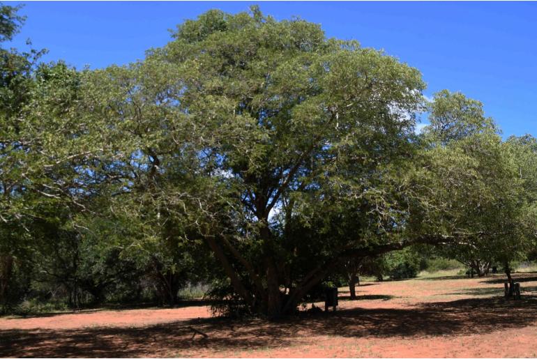 Albizia petersiana -8666