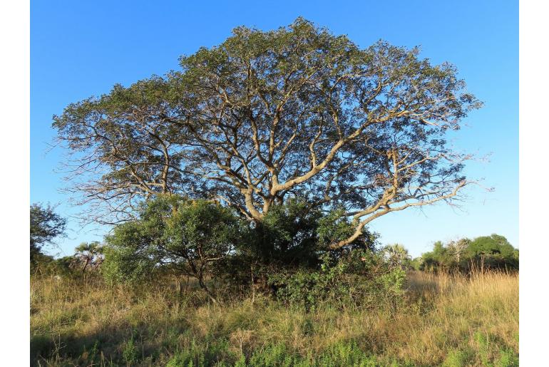 Albizia versicolor -8667