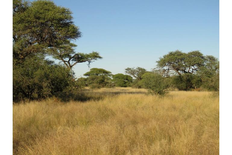 Vachellia erioloba -8668