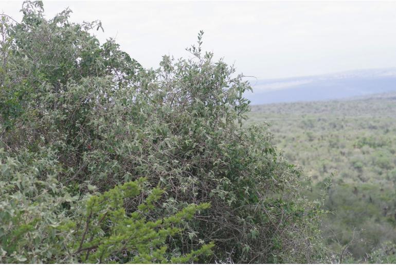 Buddleja dysophylla -8717