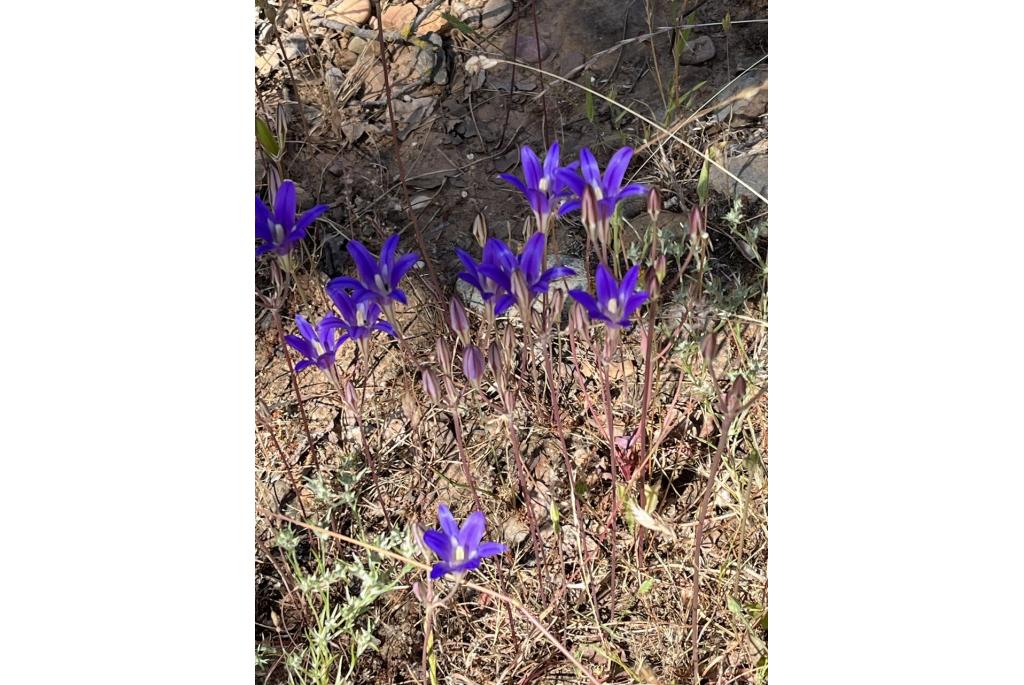 Elegante brodiaea