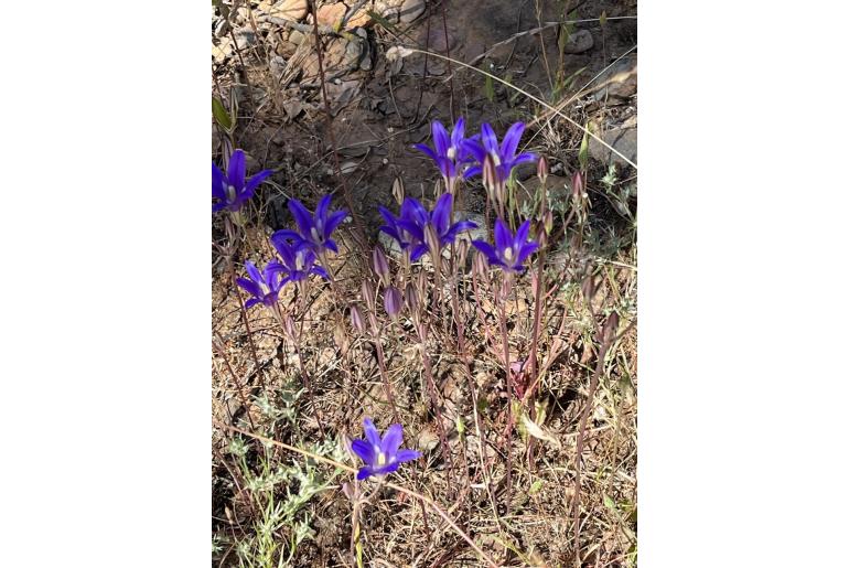 Brodiaea elegans -8748