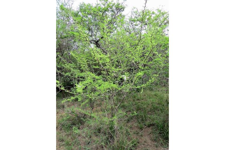 Vachellia luederitzii var retinens -8751