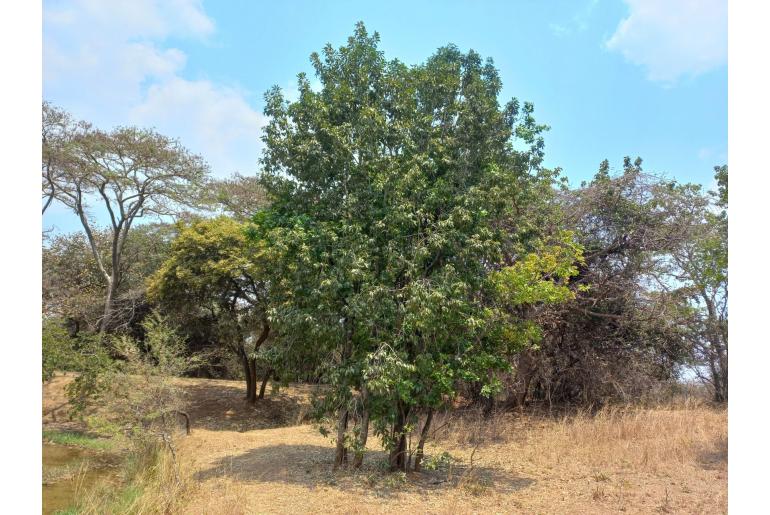 Elaeodendron matabelicum -8764