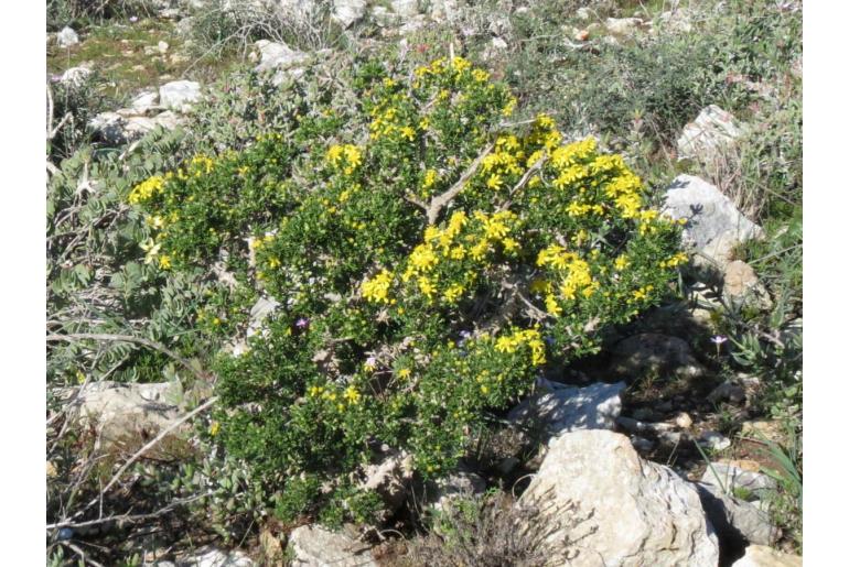 Euryops multifidus -8769