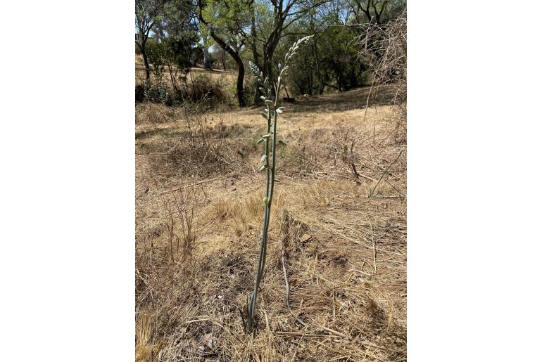 Albuca glauca -8777