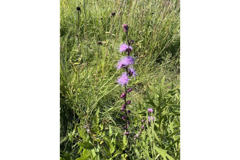 Liatris aspera -8780