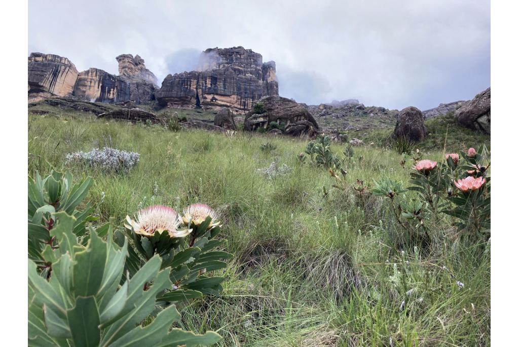 Drakensberg suikerbos