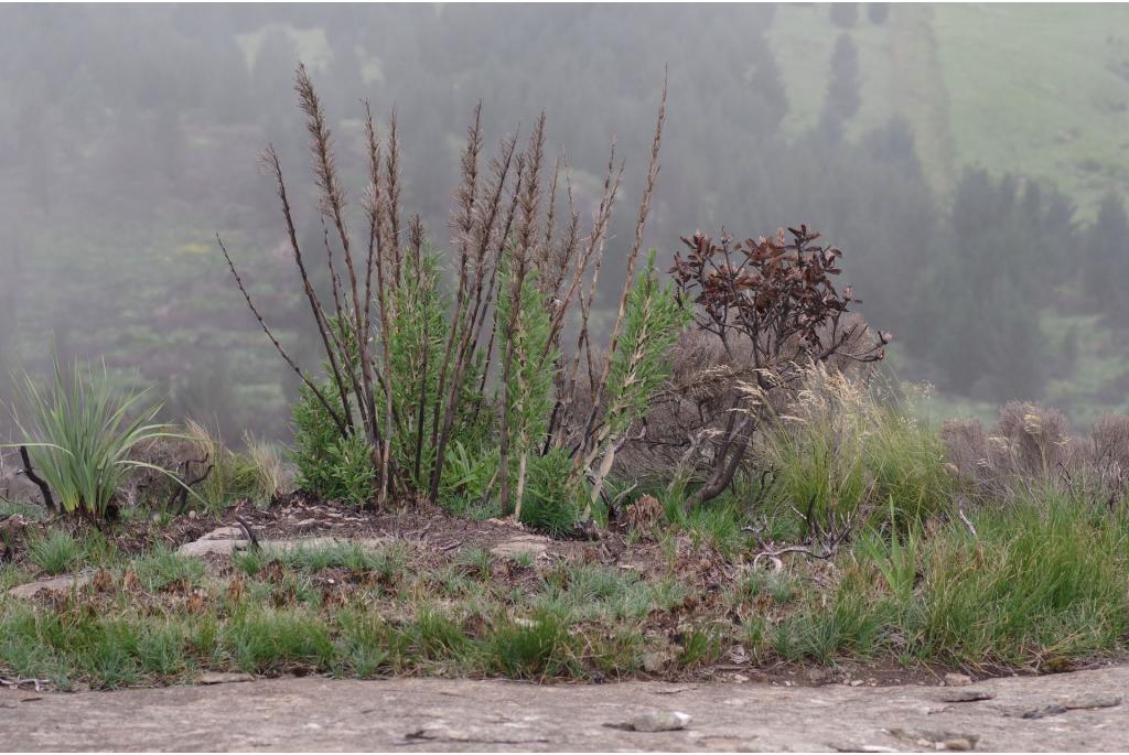 Drakensberg bamboe