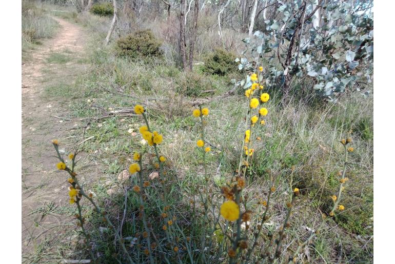 Acacia continua -8811