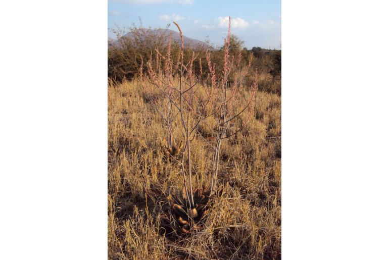 Aloe burgersfortensis -8822