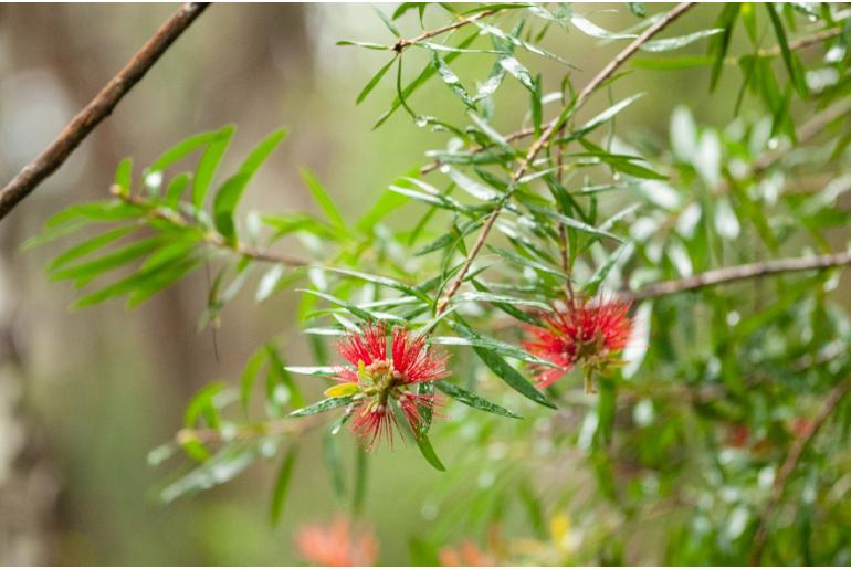 Melaleuca montana -8828