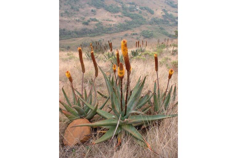 Aloe vryheidensis -8831