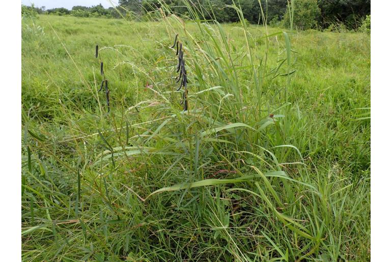 Crotalaria lanceolata -8842