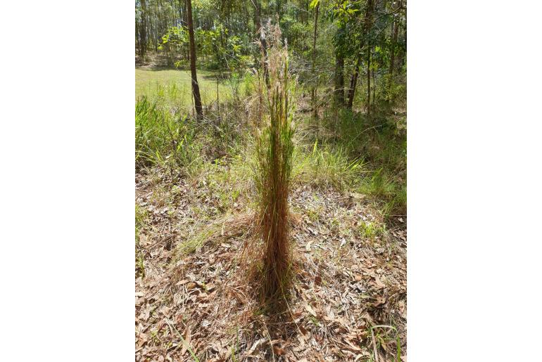 Andropogon virginicus -8862