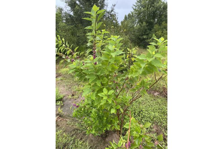 Callicarpa americana -8867