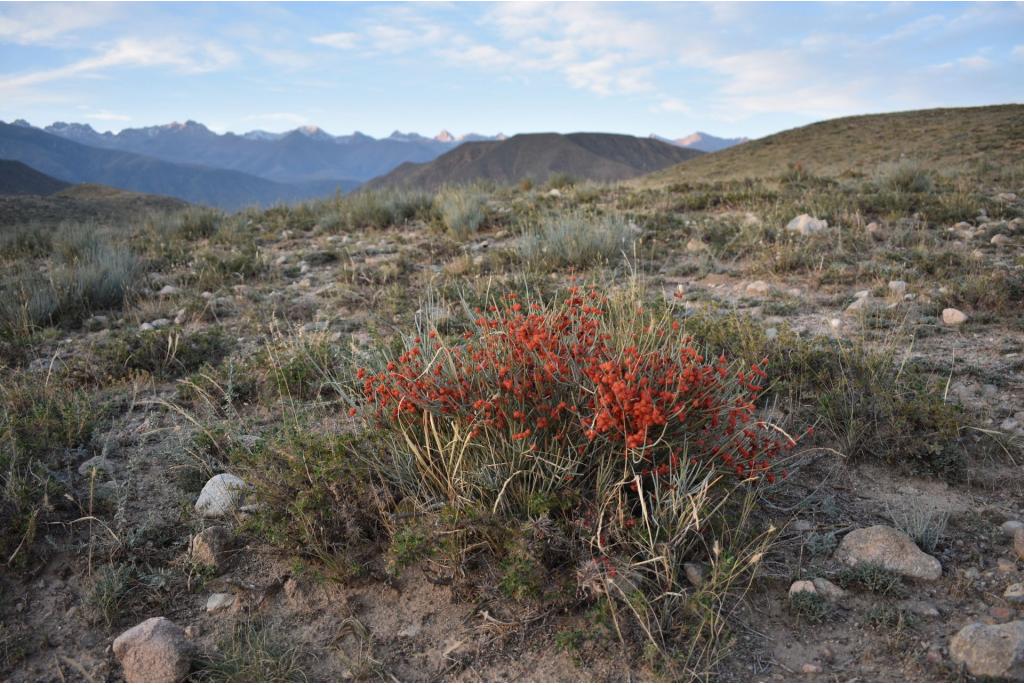 Tussenliggend Ephedra