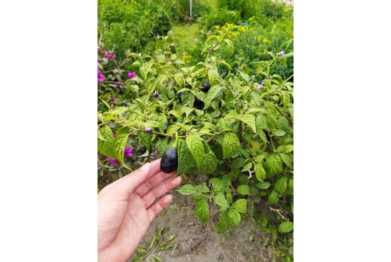 Capsicum pubescens -8877