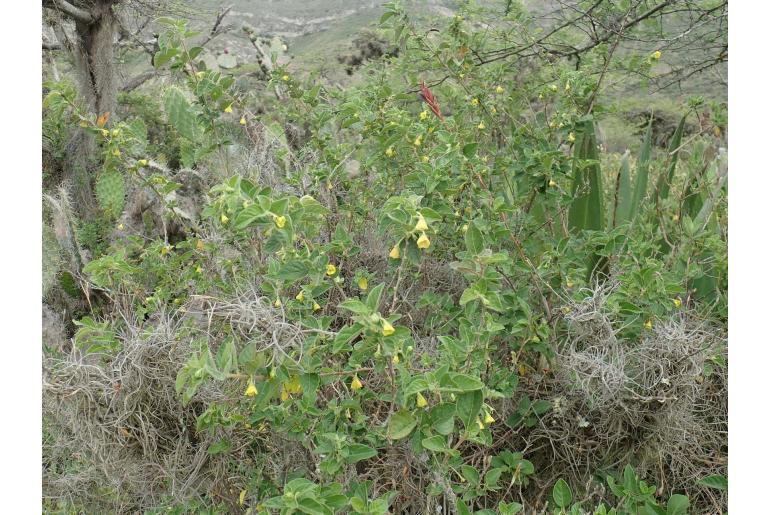 Capsicum rhomboideum -8879