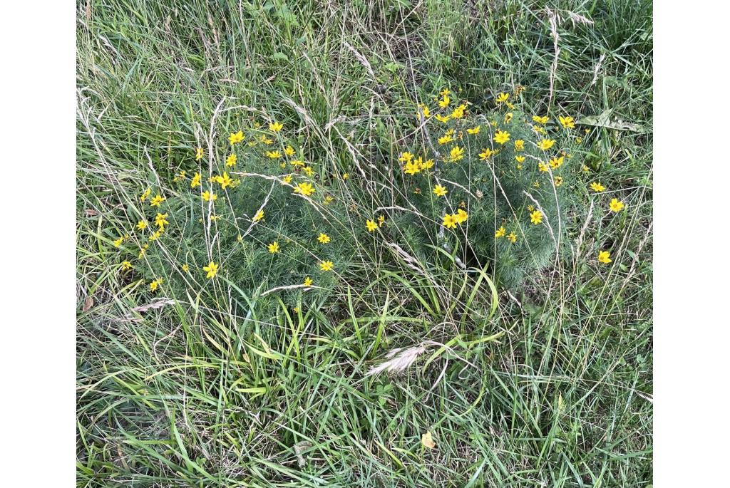 Draadblad Coreopsis