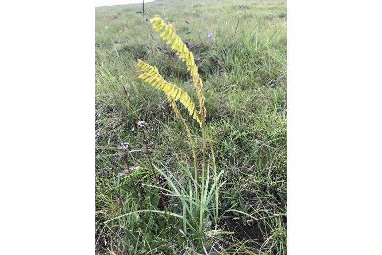 Kniphofia parviflora -8896