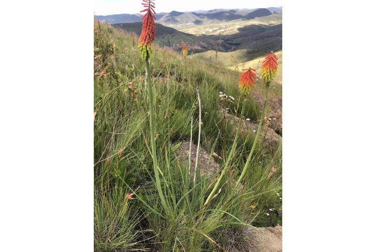 Kniphofia stricta -8897