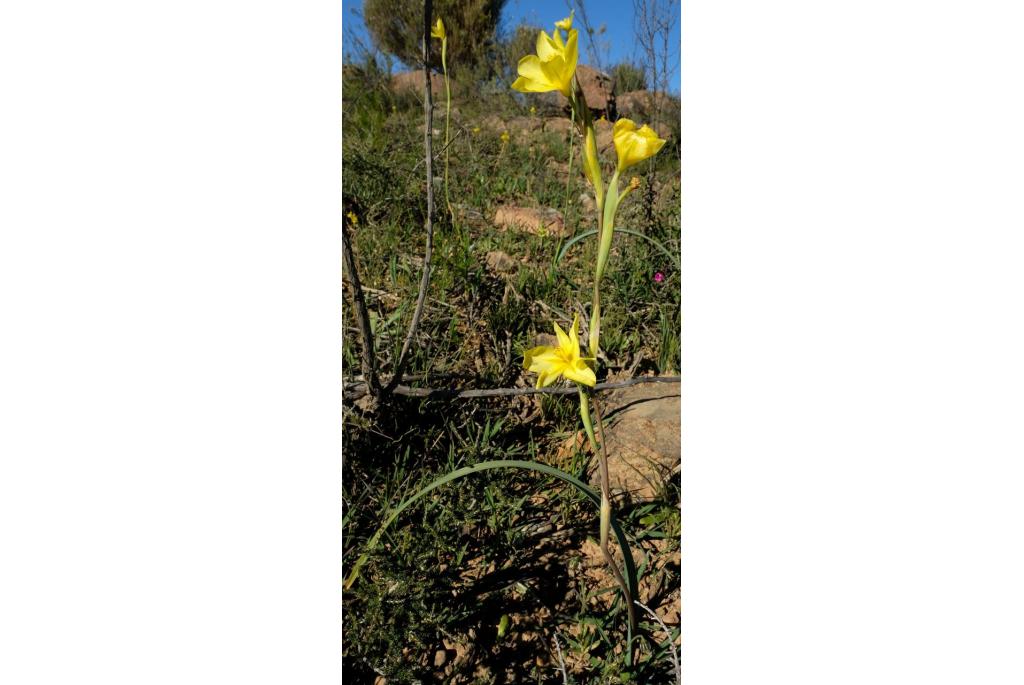 Cook's moraea