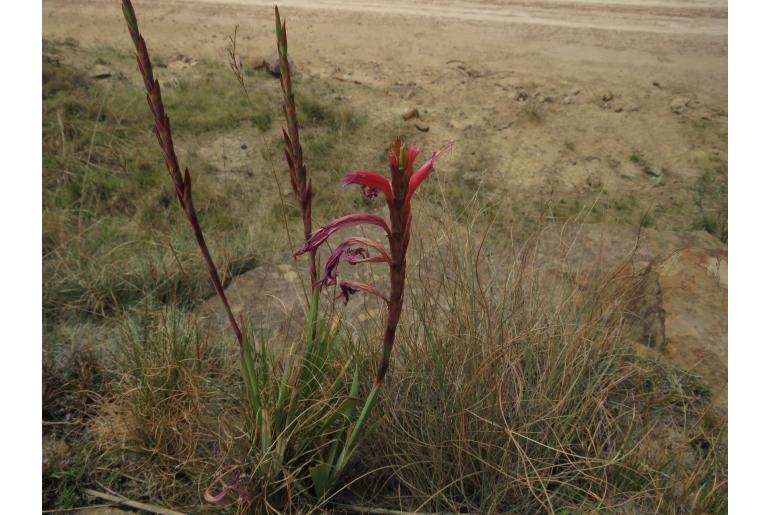 Watsonia gladioloides -8905