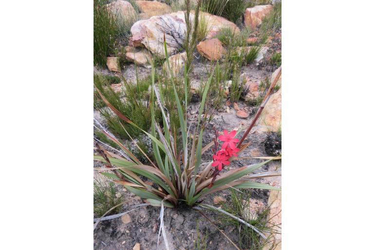 Watsonia emiliae -8906