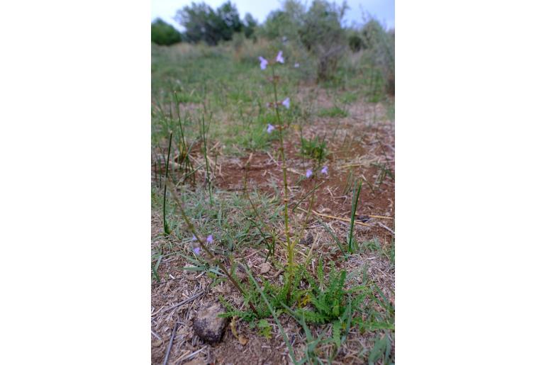 Salvia stenophylla -8921