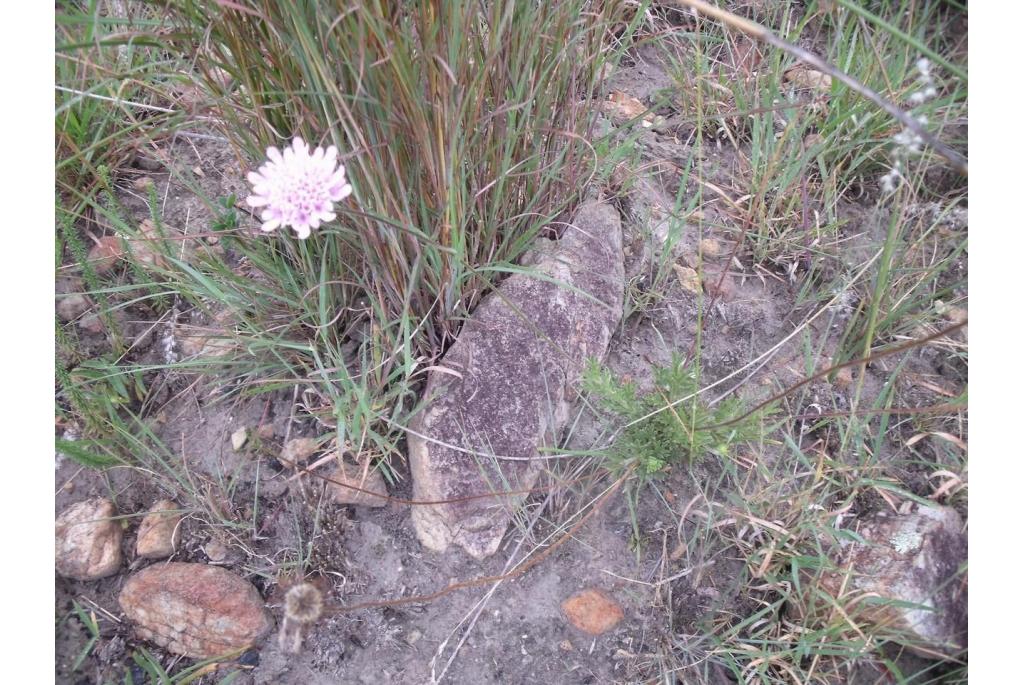 Buek's scabiosa