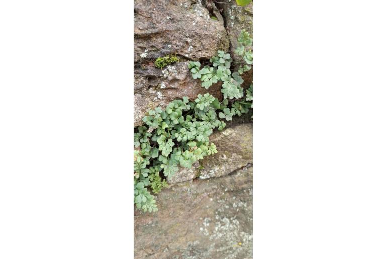 Asplenium ruta-muraria -8936