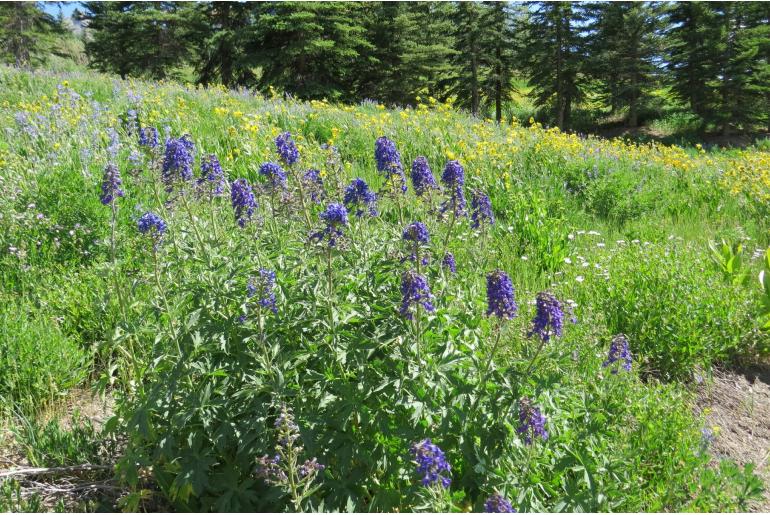 Delphinium barbeyi -8940