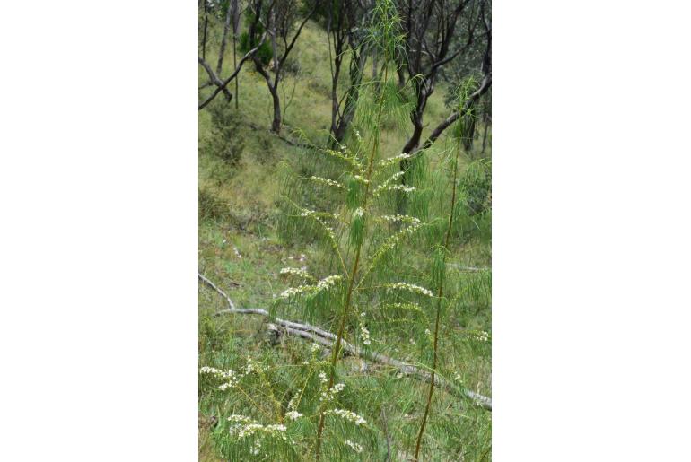 Myoporum floribundum -8957