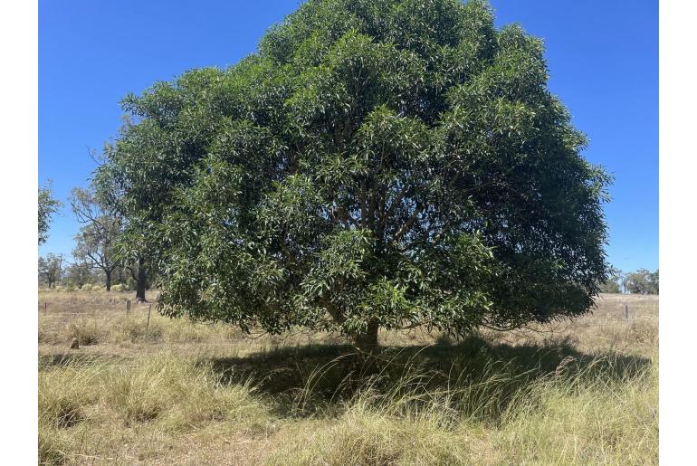 Ficus rubiginosa -8960