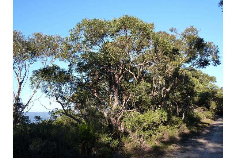 Eucalyptus scias -8961