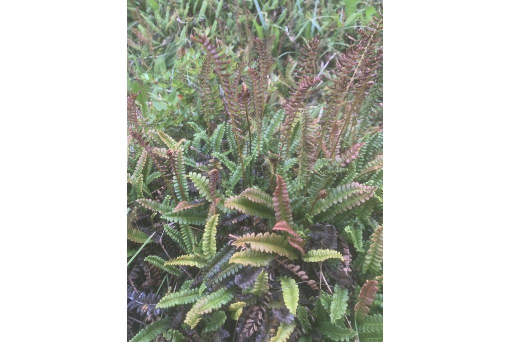 Dwerg austroblechnum