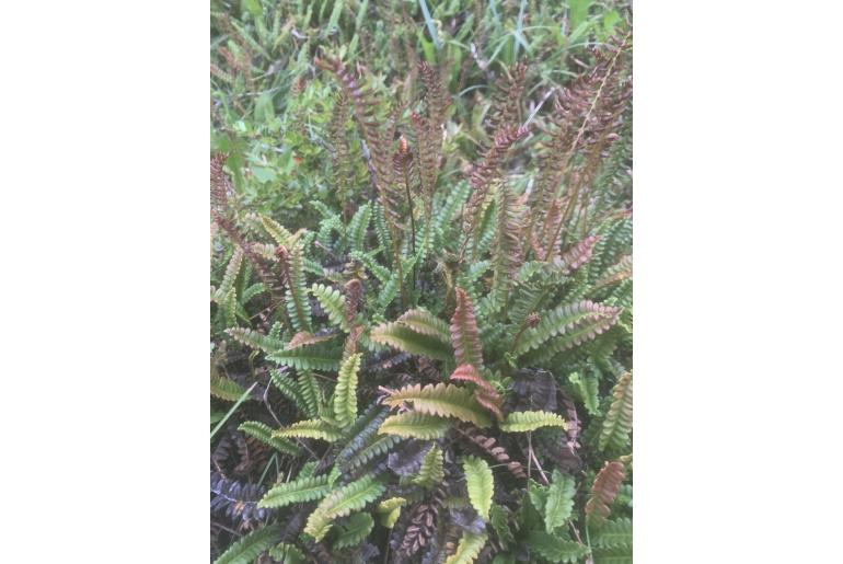 Blechnum penna-marina -8969