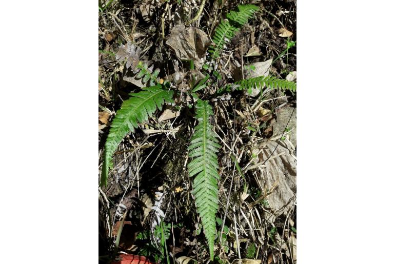 Blechnum medium -8970