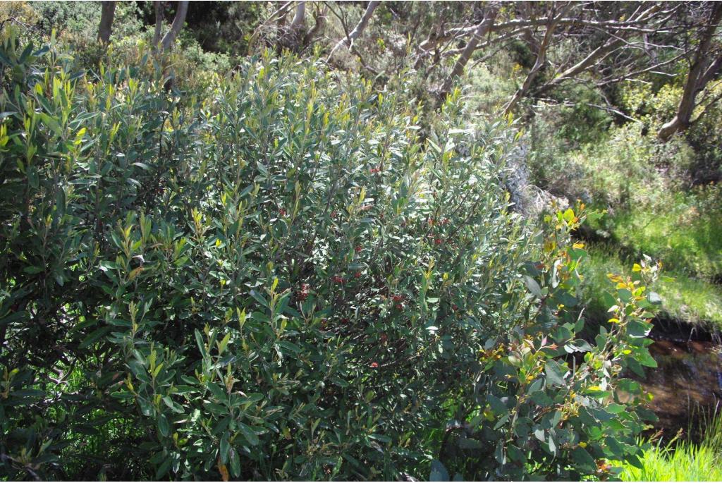 Victoria's Grevillea