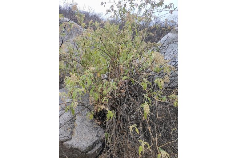 Buddleja crotonoides -8993