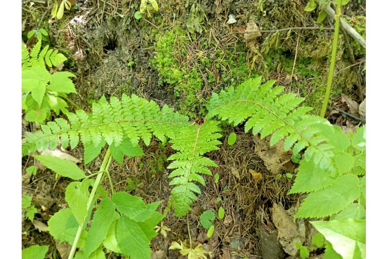 Polystichum braunii -9002