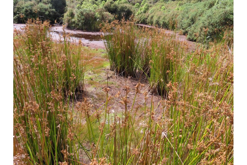 Hoog riet