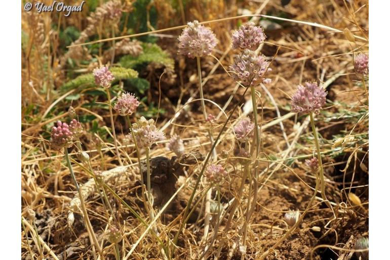 Allium rupicola -9005