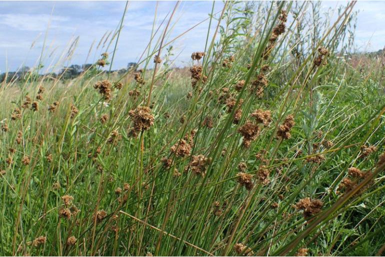 Juncus amabilis -9011